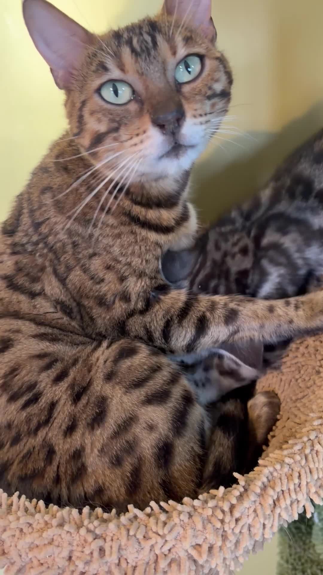 Bengal cats for sale: Super snuggly Retired breeding queen bengal - Video 1