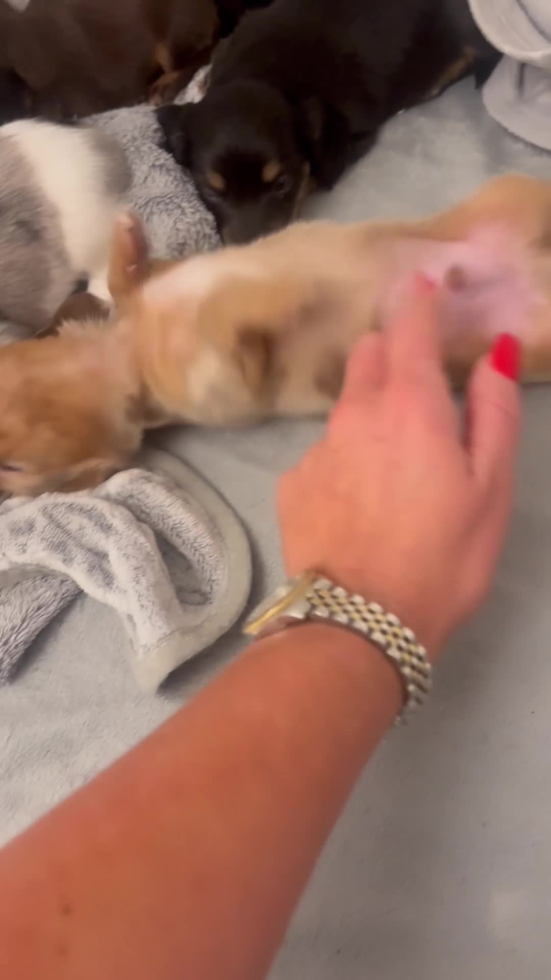 Miniature Dachshund dogs for sale: Beautiful rare miniature Daschunds. Pure 🧬  - Video 1