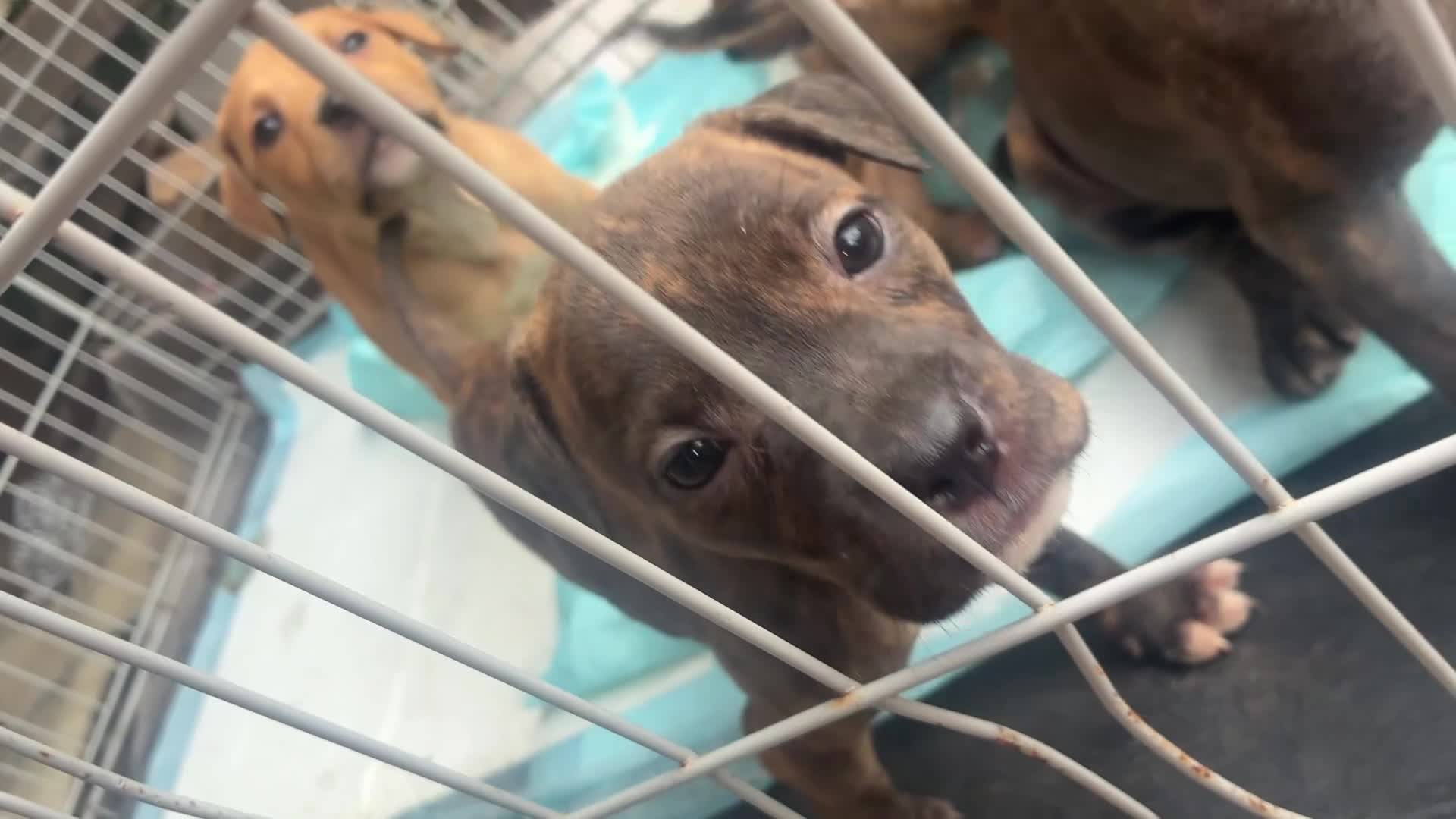 Mixed Breed dogs for sale: Staff cross mastiff  in Manchester - Video 1
