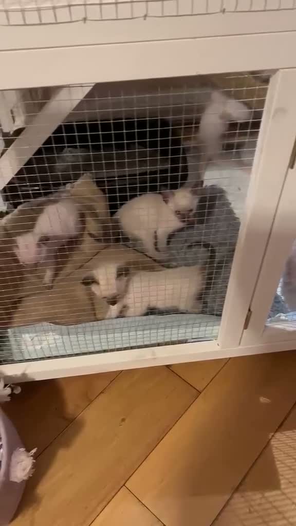 Siamese cats for sale: 🐾 Gorgeous Siamese Kittens 🐾 - Video 2