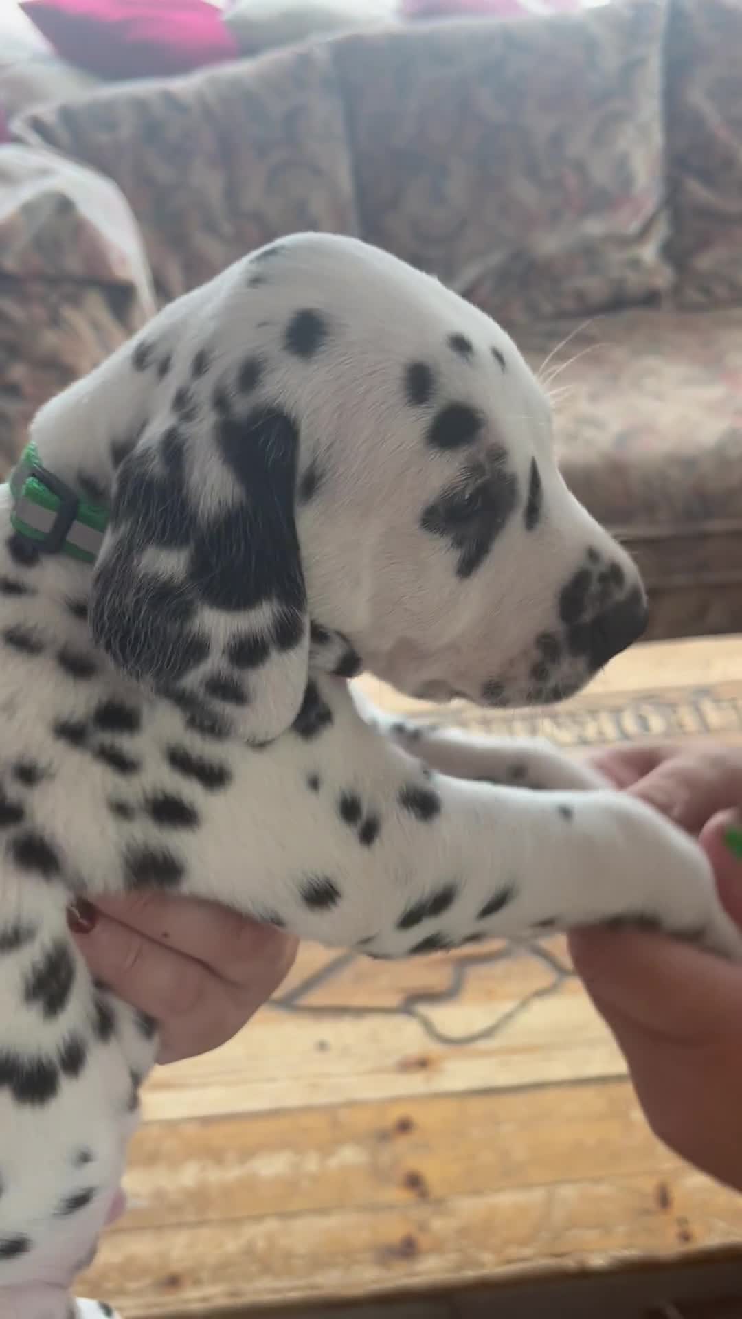 Dalmatian dogs for sale: Stunning Dalmatian puppies KC reg show winners - Video 3