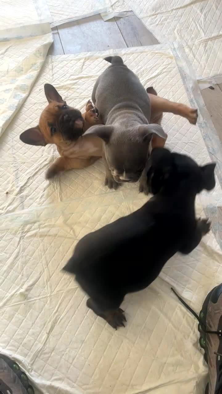 Mixed Breed dogs for sale: Puppy’s for sale  - Video 1