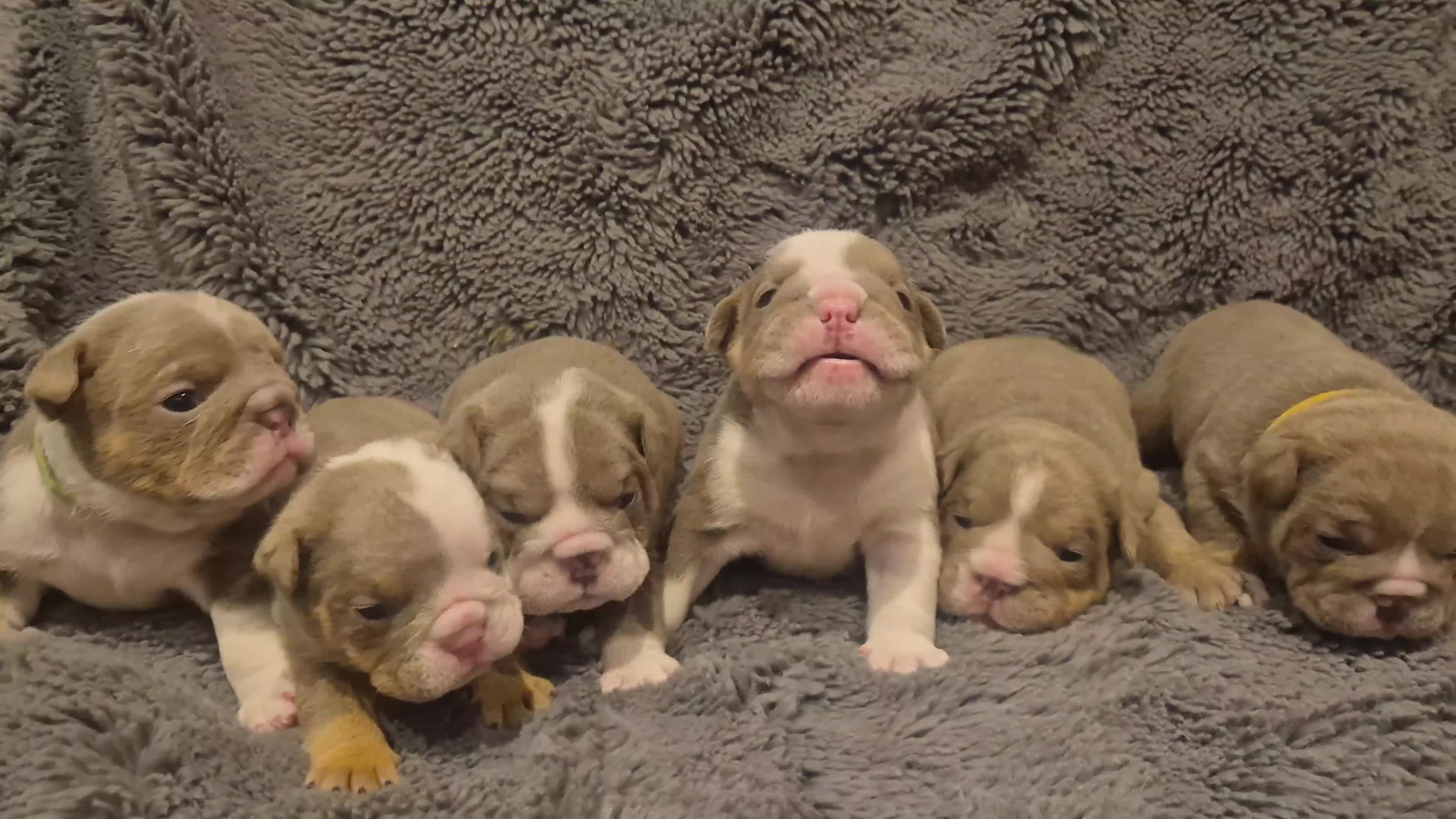 English Bulldog dogs for sale: ☆ showstopping stocky and Rare lilac tri pups ☆  - Video 4