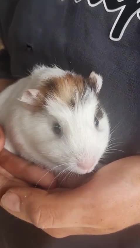 Guinea Pig rodents for sale: Female Guinea pig for sale!! - Video 1