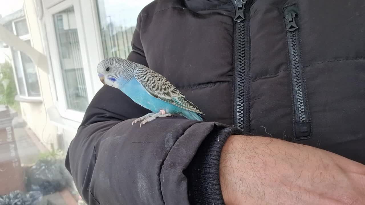 Budgerigars birds for sale: Super Silly hand tamed baby budgies for sale - Video 2