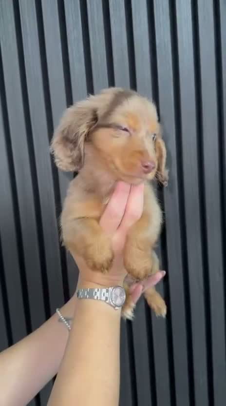 Miniature Dachshund dogs for sale: Longhaired miniature dachshunds💗🩵 - Video 2