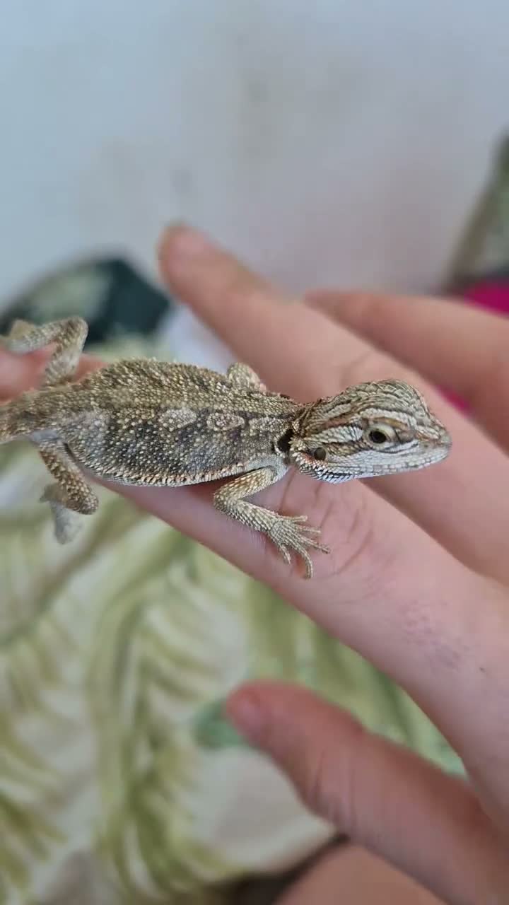 Bearded Dragon reptiles for sale: 100%Het Hypo Baby Bearded Dragons  - Video 1