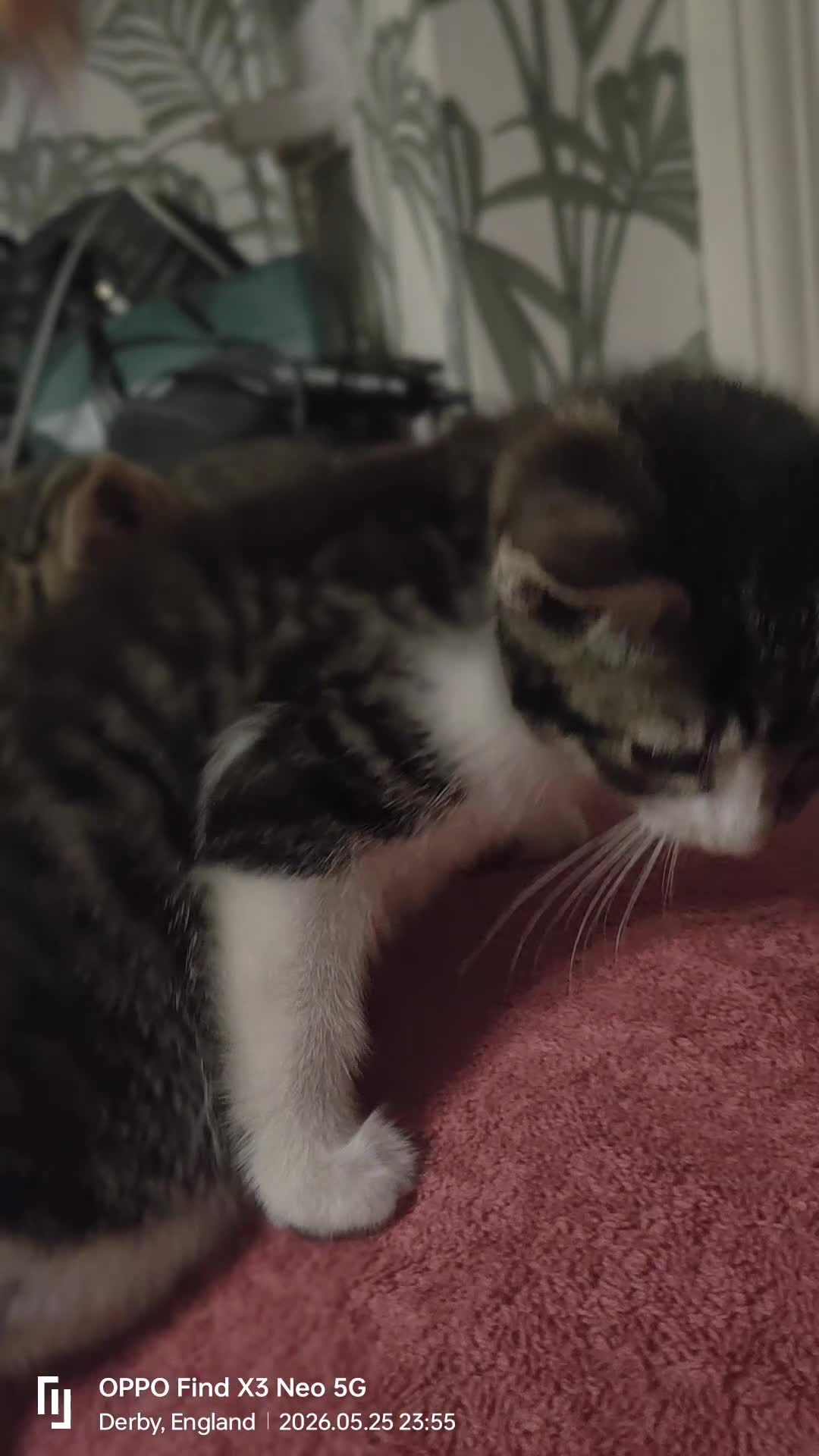 Mixed Breed cats for sale: Available two kittens  - Video 1