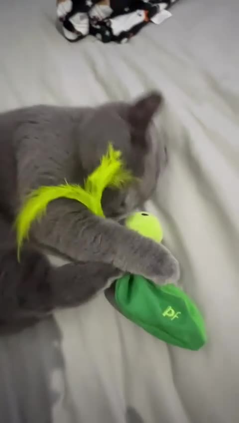 British Shorthair cats for sale: Beautiful British blue girl - Video 2