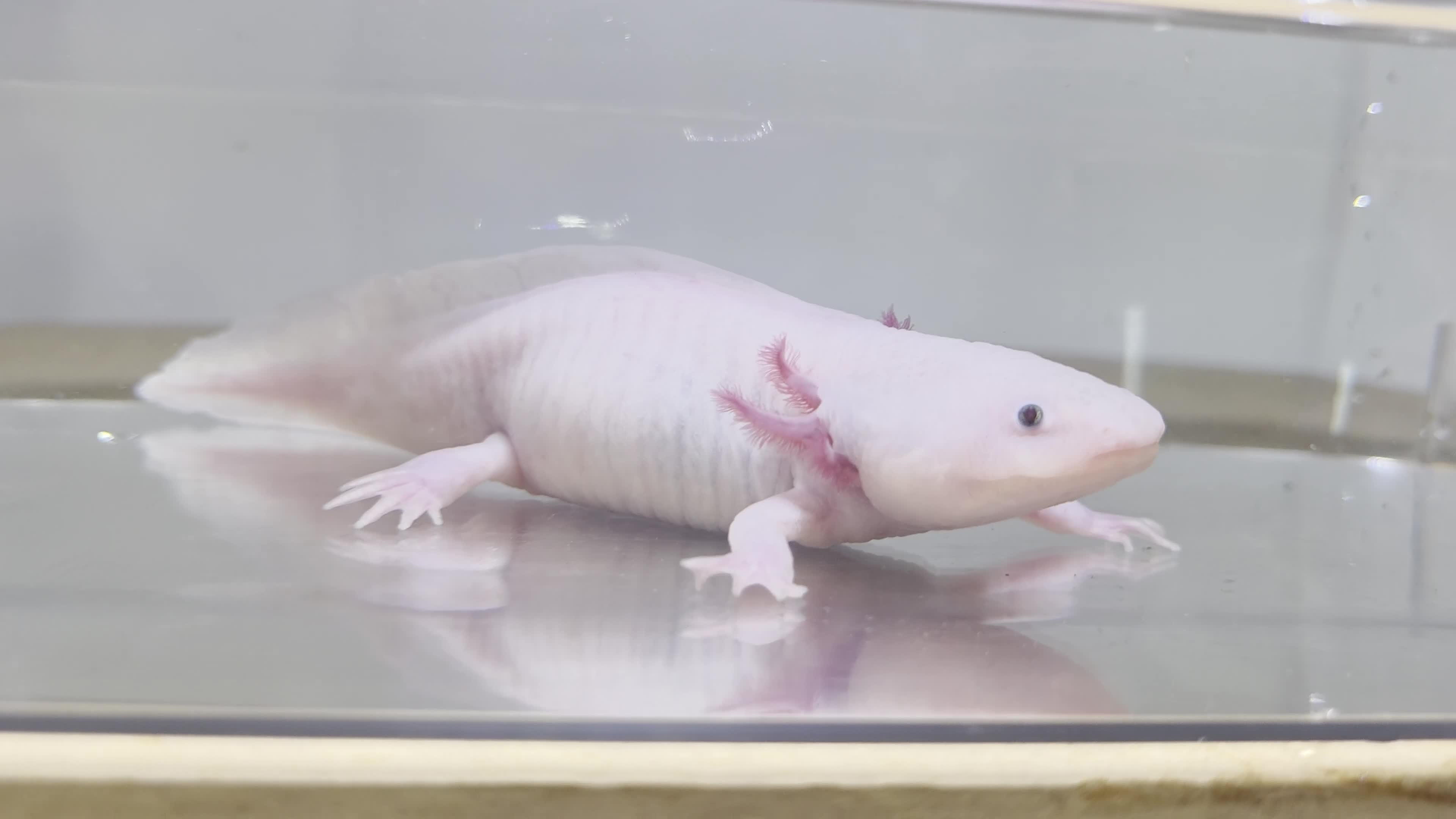 Axolotl reptiles for sale: Female Leucistic Axolotl in Coventry - Video 1