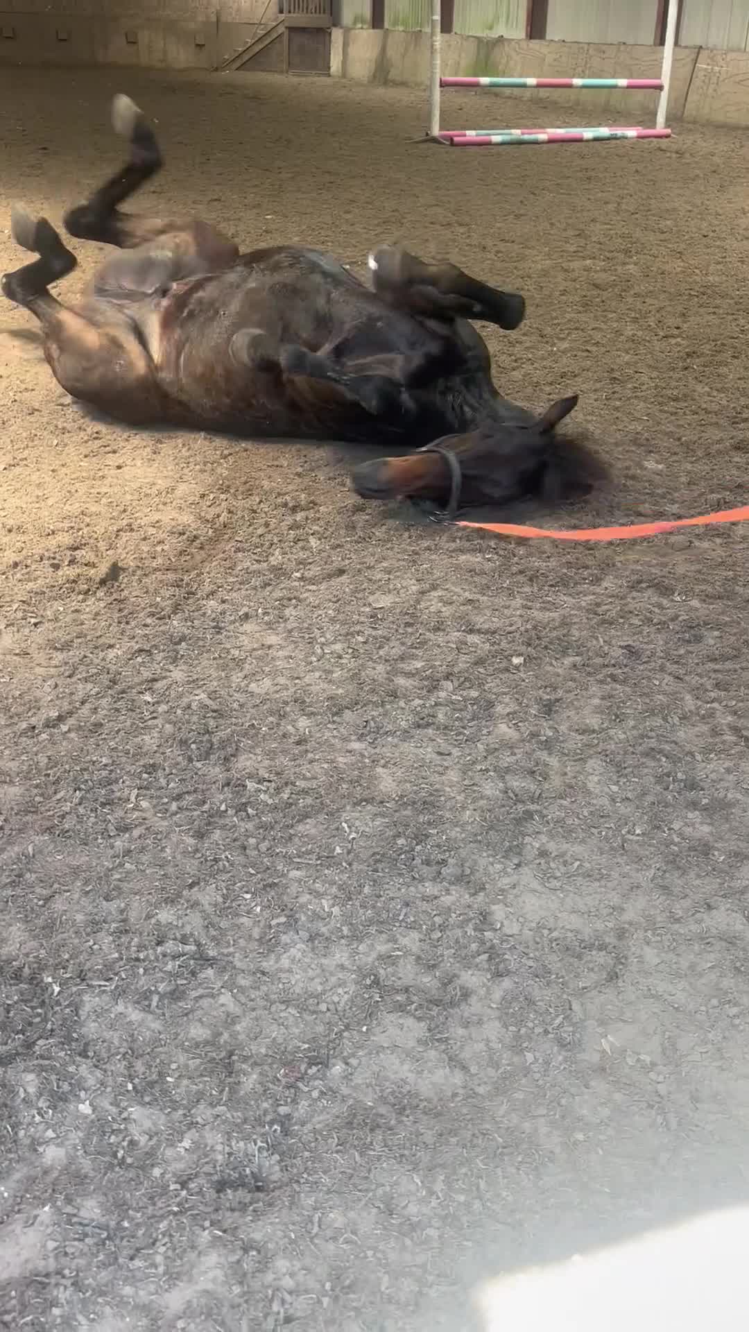 English Thoroughbred horses for sale: Super ror prospect with moves to die for in Lingfield - Video 1