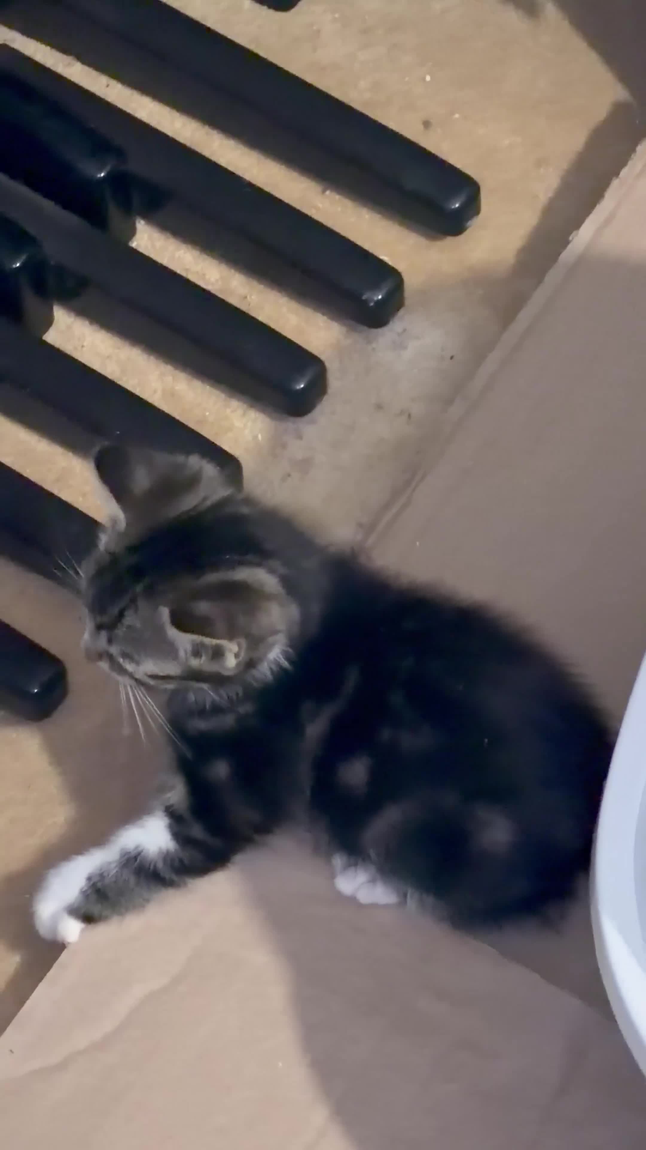Domestic Shorthair cats for sale: Adorable Tabby Kittens for Sale - UK - Video 4