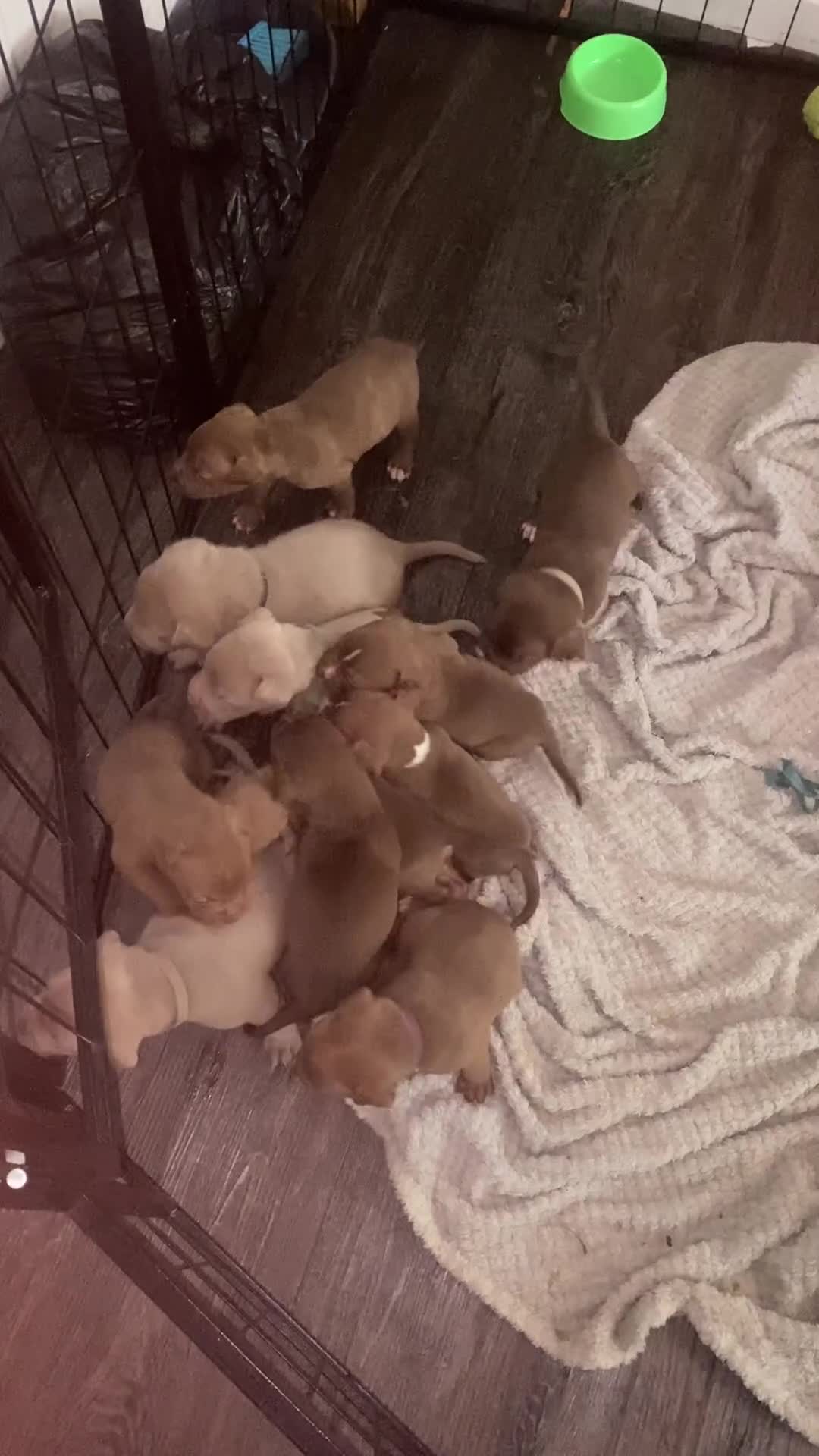 Staffordshire Bull Terrier dogs for sale: Beautiful staff puppies for sale - Video 1