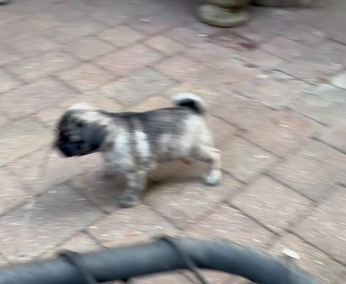 Pug dogs for sale: Adorable one of a kind. loving KCreg PUG puppies  - Video 4