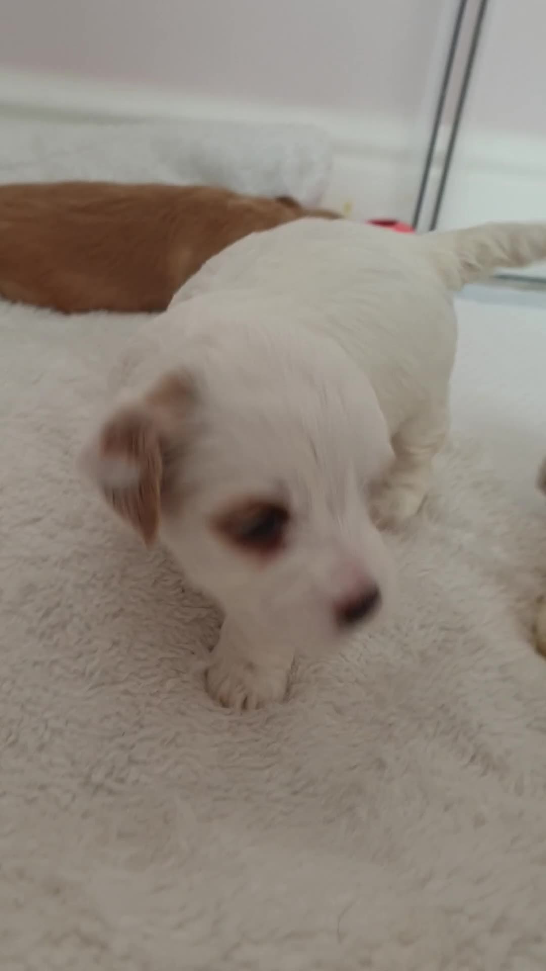 Maltipoo dogs for sale: 6 Pedigree Club registered Maltipoo puppies - Video 3
