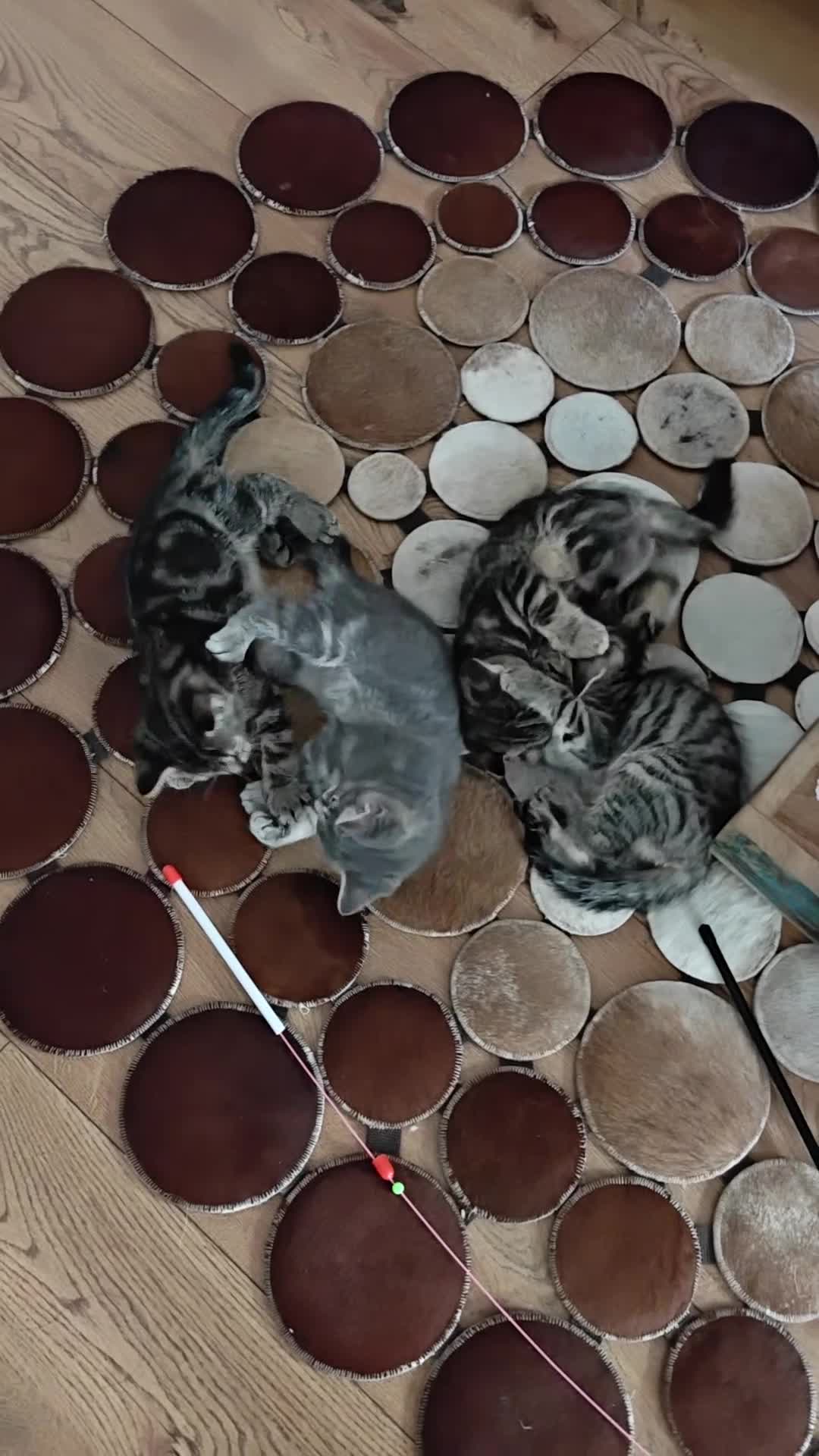 Scottish Fold cats for sale: 2 Playful Scottish Fold Cross Kittens – Ready Now - Video 2