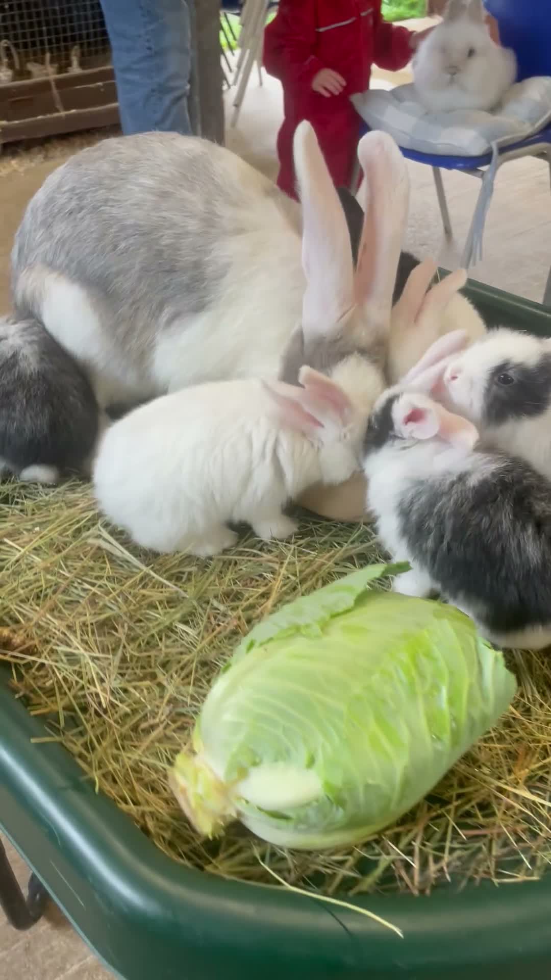 Mixed Breed rabbits for sale: Continental Giant X Giant Papillon Babies  - Video 1