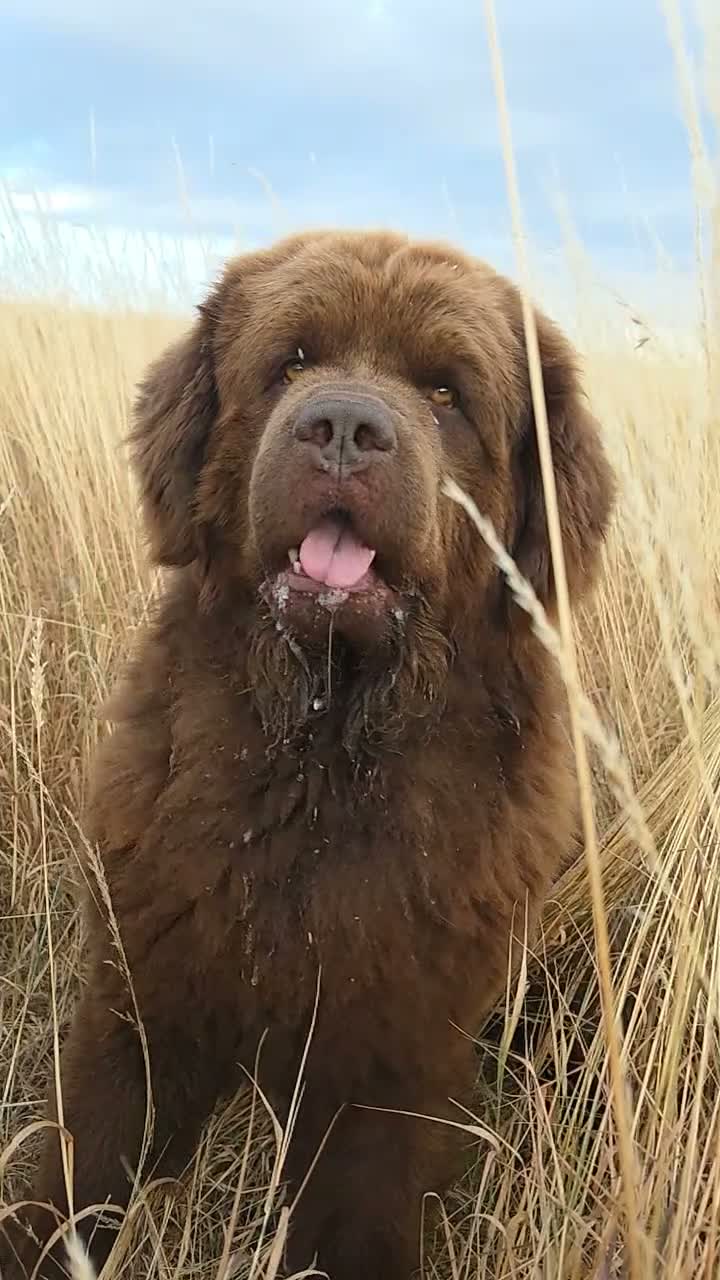 Newfoundland dogs for stud: Brown kc registered newfoundland  in Alcester - Video 2