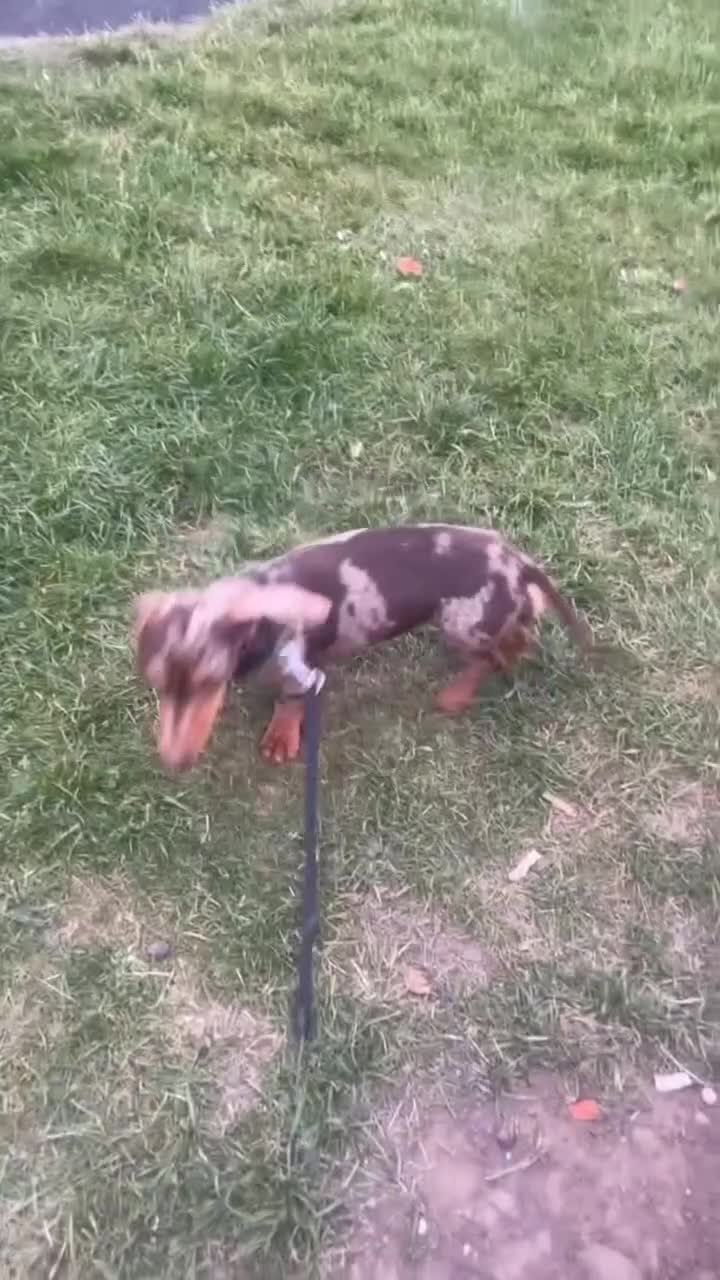 Dachshund dogs for sale: Miniture daschaund - Video 1