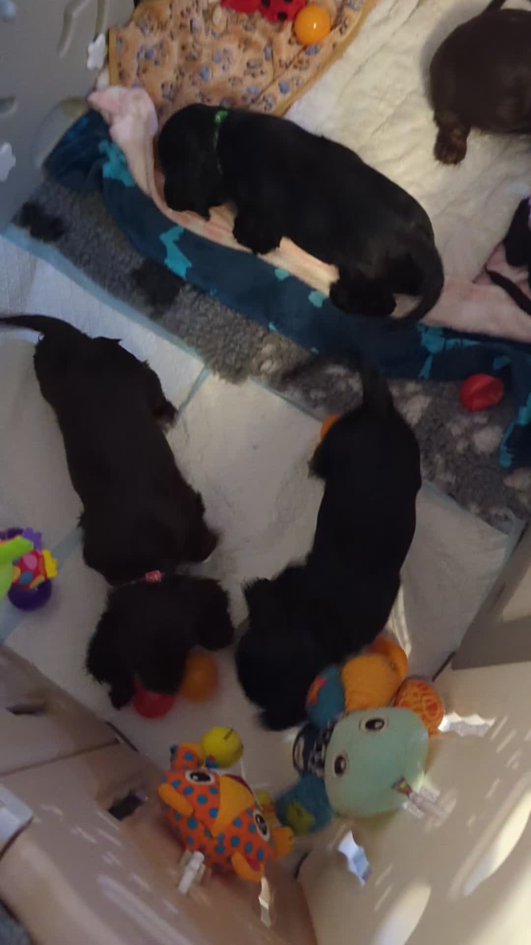 Cocker Spaniel dogs for sale: LAST ONE GIRL NEW🏠Kc reg English Cockerspaniel 🏠 - Video 1