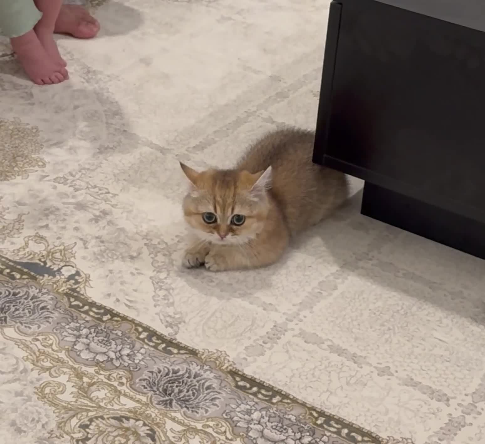 Munchkin cats for sale: Cute munchkin kitten needs to be rehomed  in London - Video 2