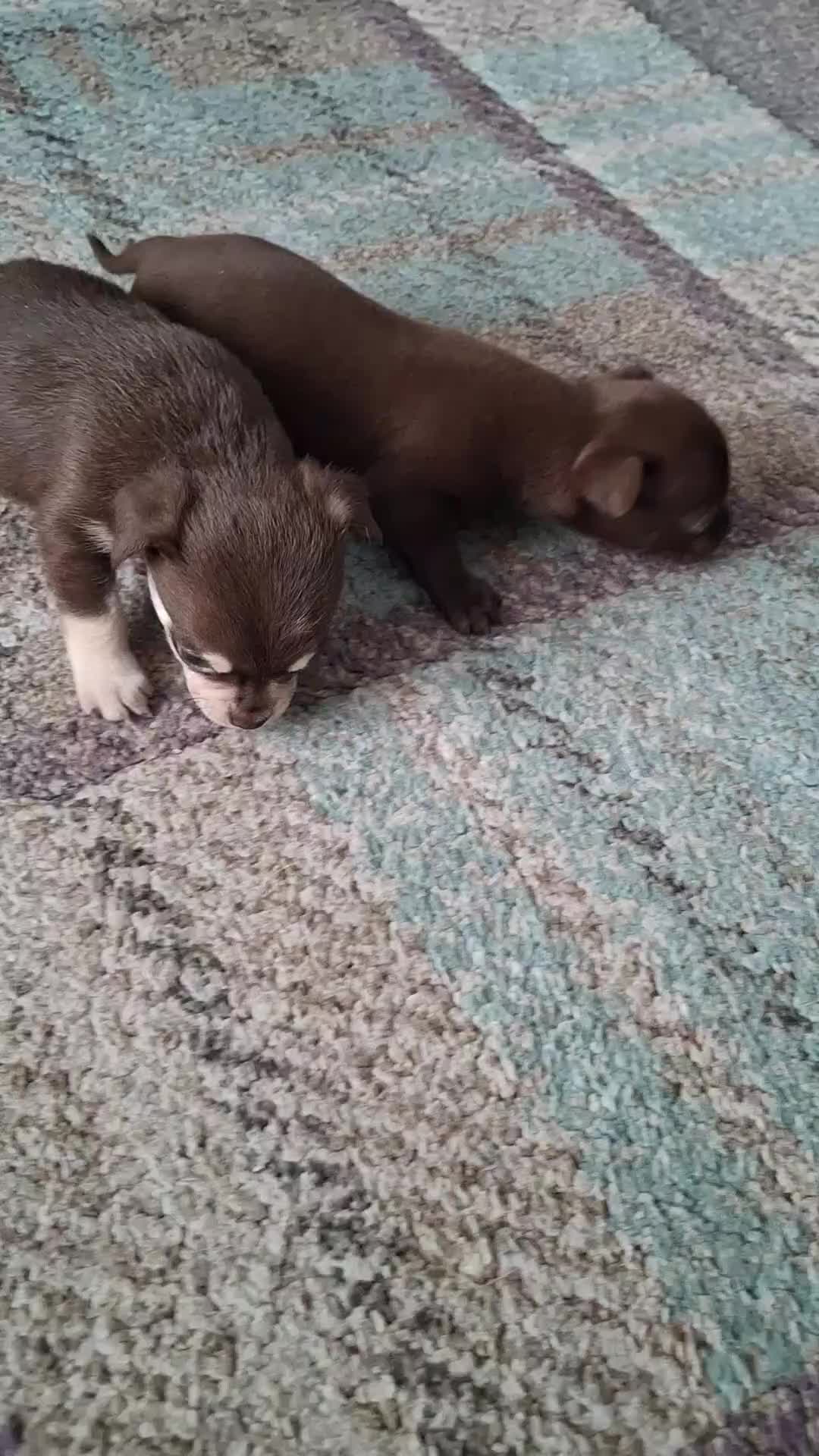 Chihuahua dogs for sale: Chihuahua puppies Tiny qty 2 remain - Video 2