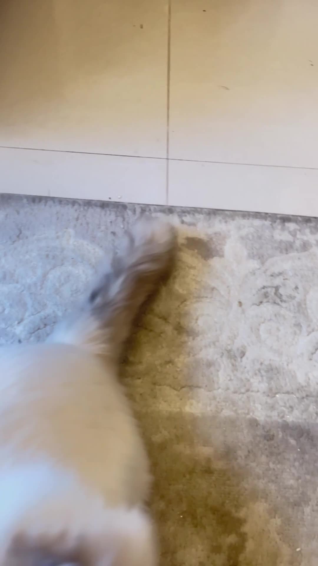 Ragdoll cats for sale: Male Ragdoll Nearly 2 years old - Video 1