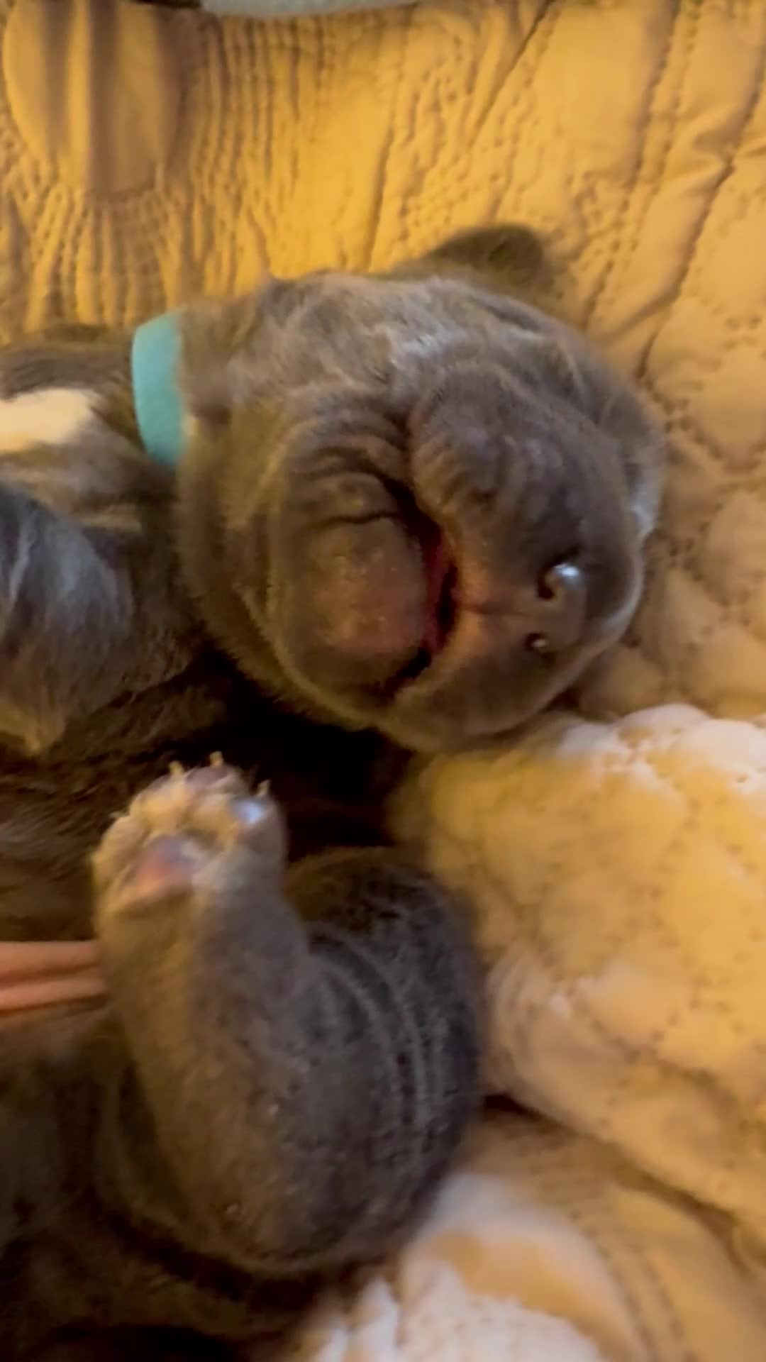 Neapolitan Mastiff dogs for sale: 2 Neapolitan mastiff puppies  - Video 1