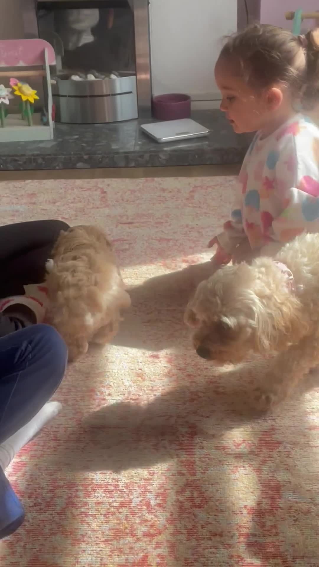 Mixed Breed dogs for sale: Shihzu x poodle x bichon   in Sutton-in-Ashfield - Video 2