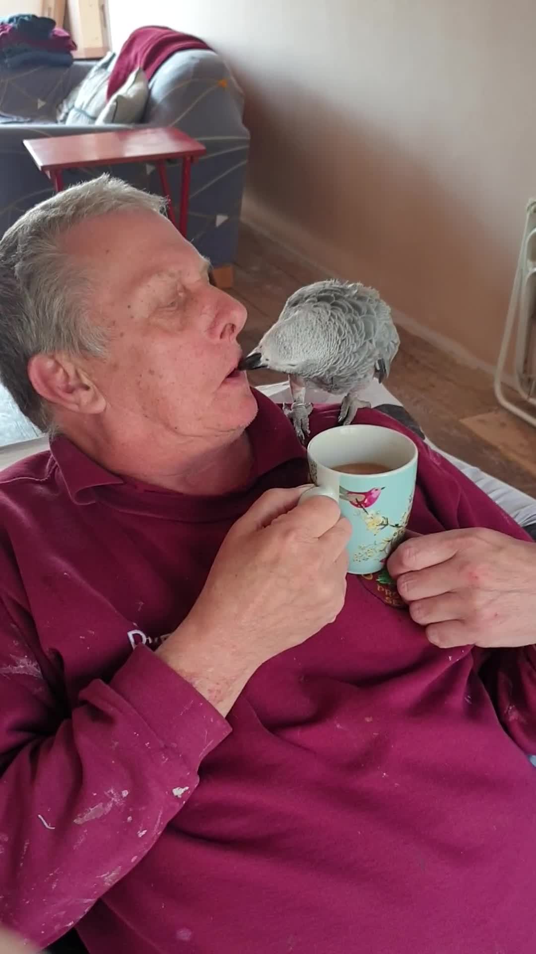 Parrots birds for sale: Reduced African grey parrot  - Video 2