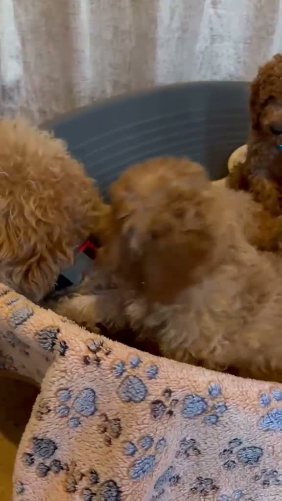 Cavapoo dogs for sale: Cavapoo puppys - Video 1