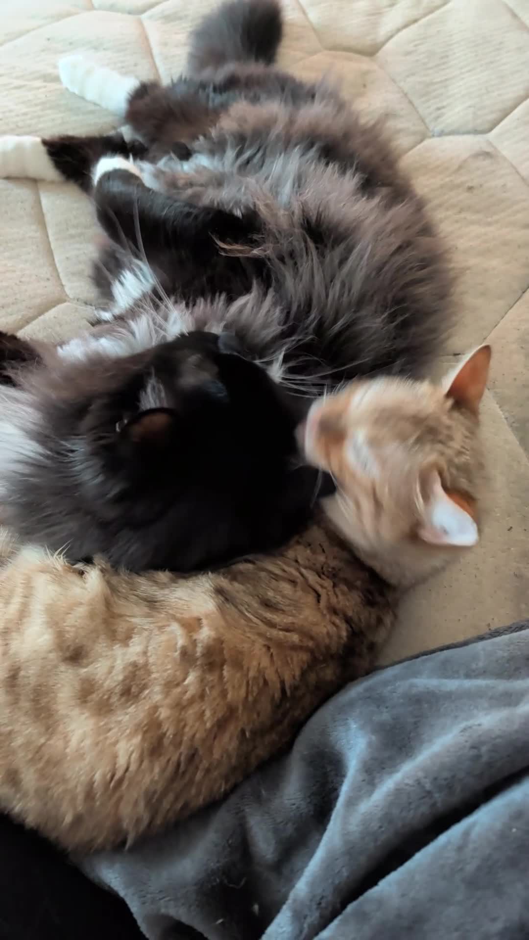 Bengal cats for sale: Bengal Female - Video 1