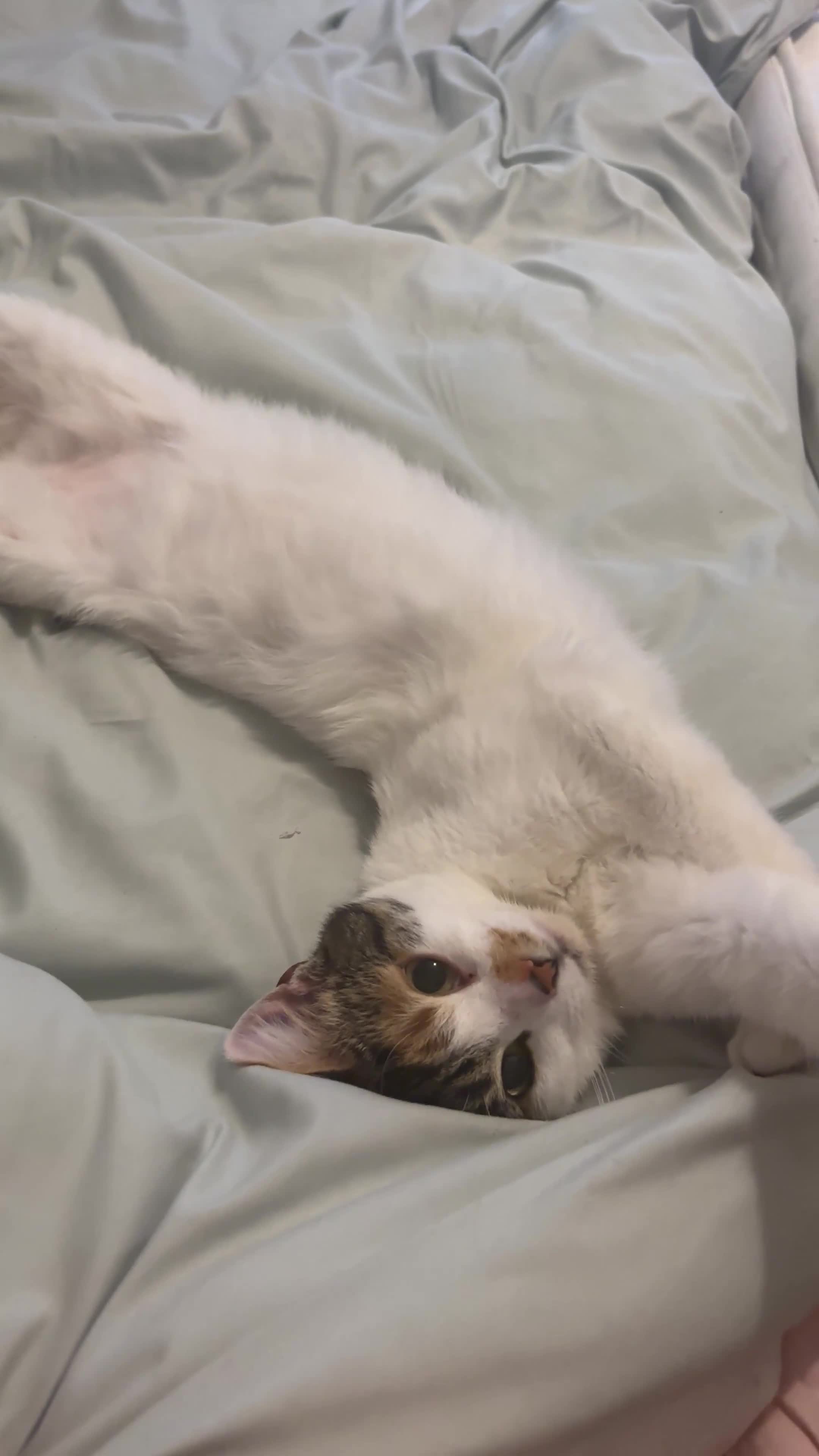 British Longhair cats for sale: Lulu female 2 years old  - Video 1