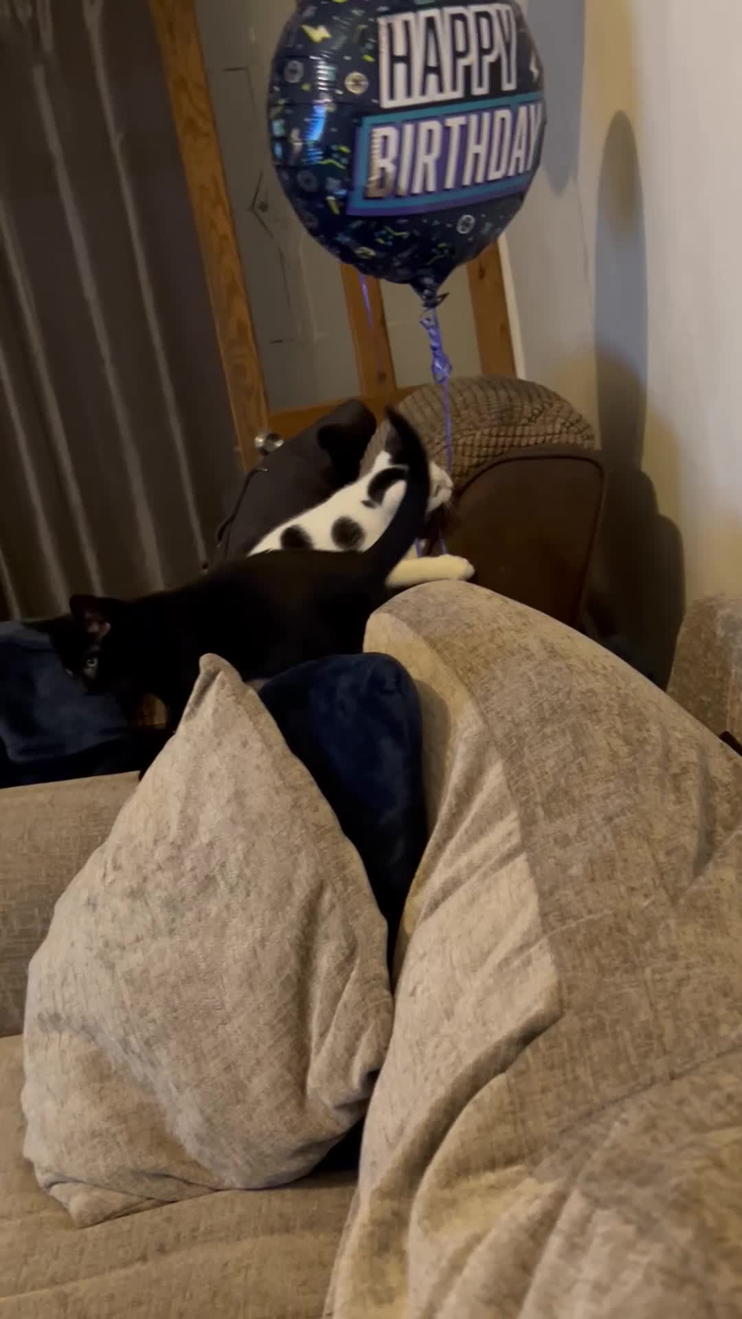 Mixed Breed cats for sale: Beautiful kitten - Video 1