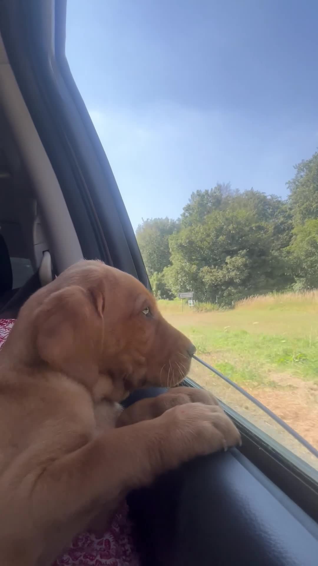Labrador Retriever dogs for sale: Stunning fox red and yellow Family Labrador Pups - Video 1