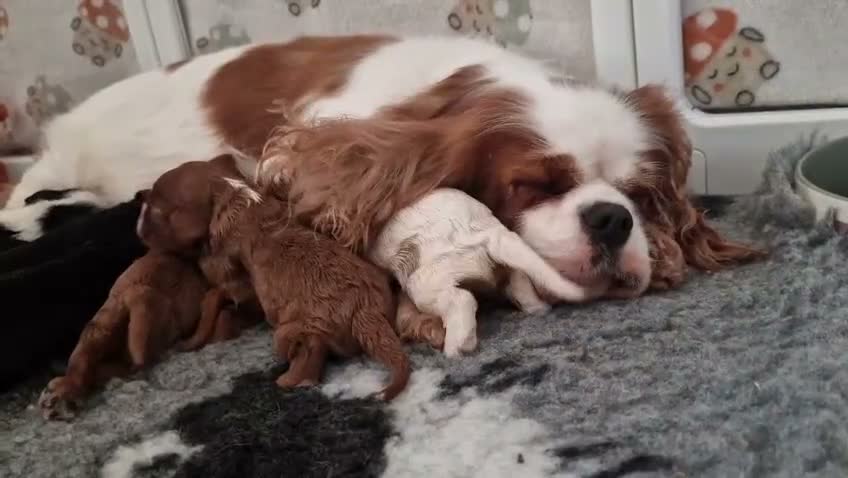 Cavalier King Charles Spaniel dogs for sale: Health Tested- Cavalier King Charles Spaniel - Video 3