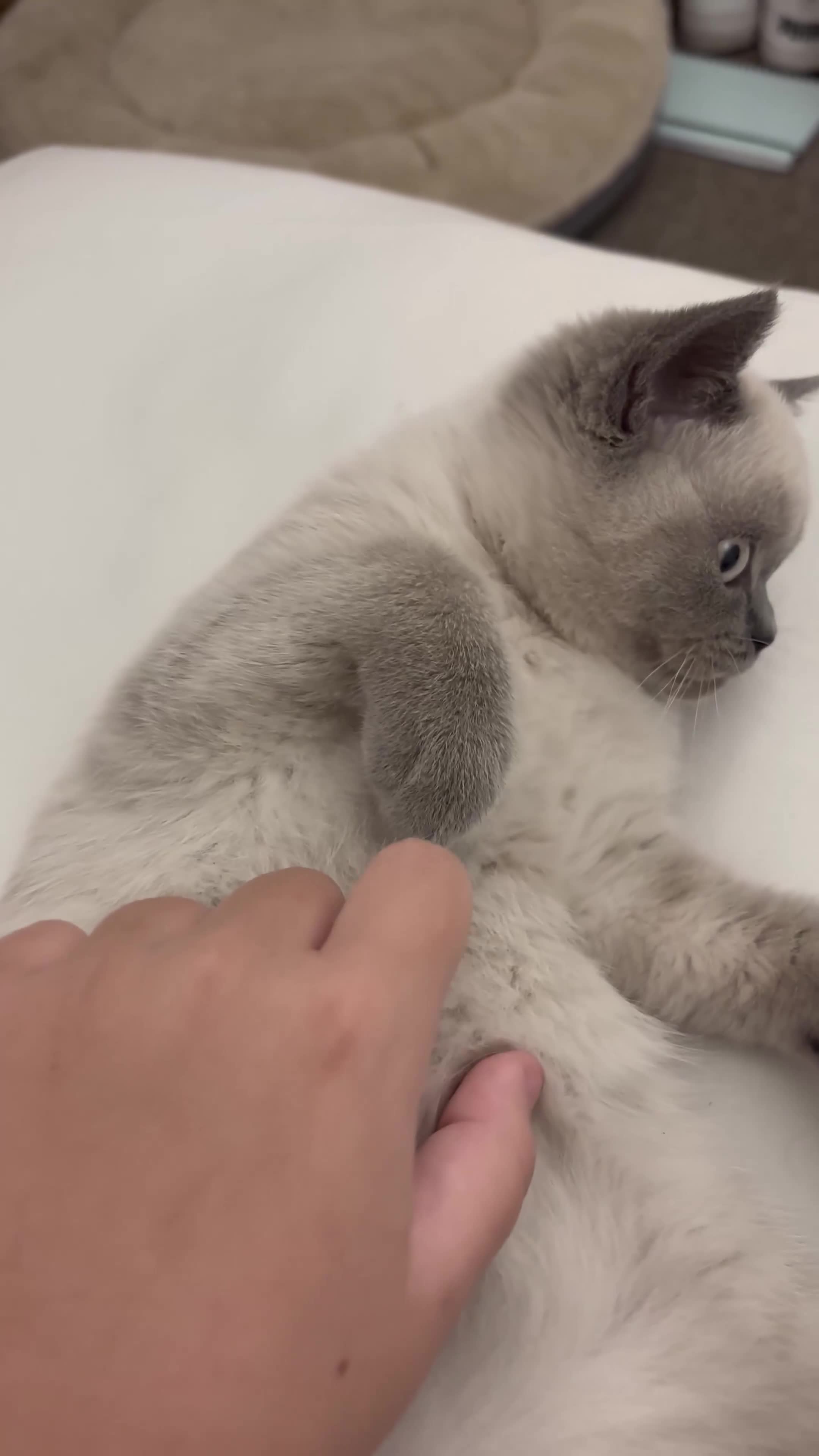 British Shorthair cats for sale: Blue/Lilac Point British Shorthair Kitten - Video 1