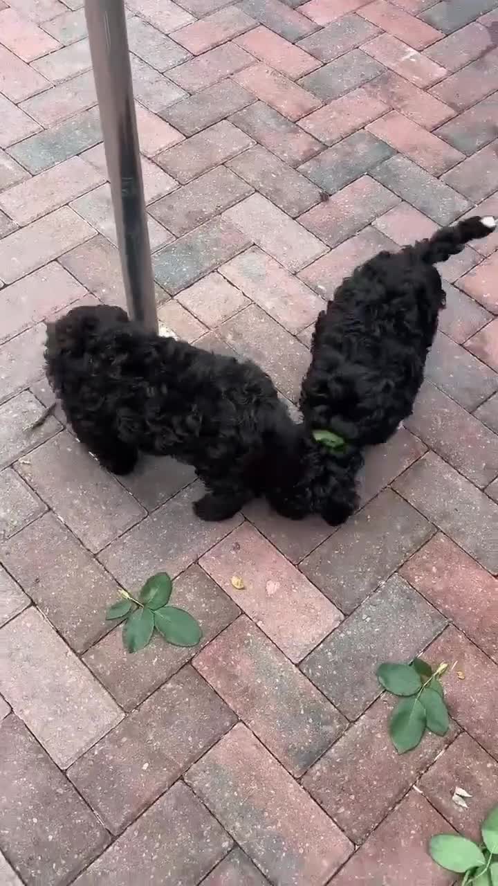 Toy Poodle dogs for sale: Adorable toy poodles, 1 boy left,  READY TO GO - Video 1