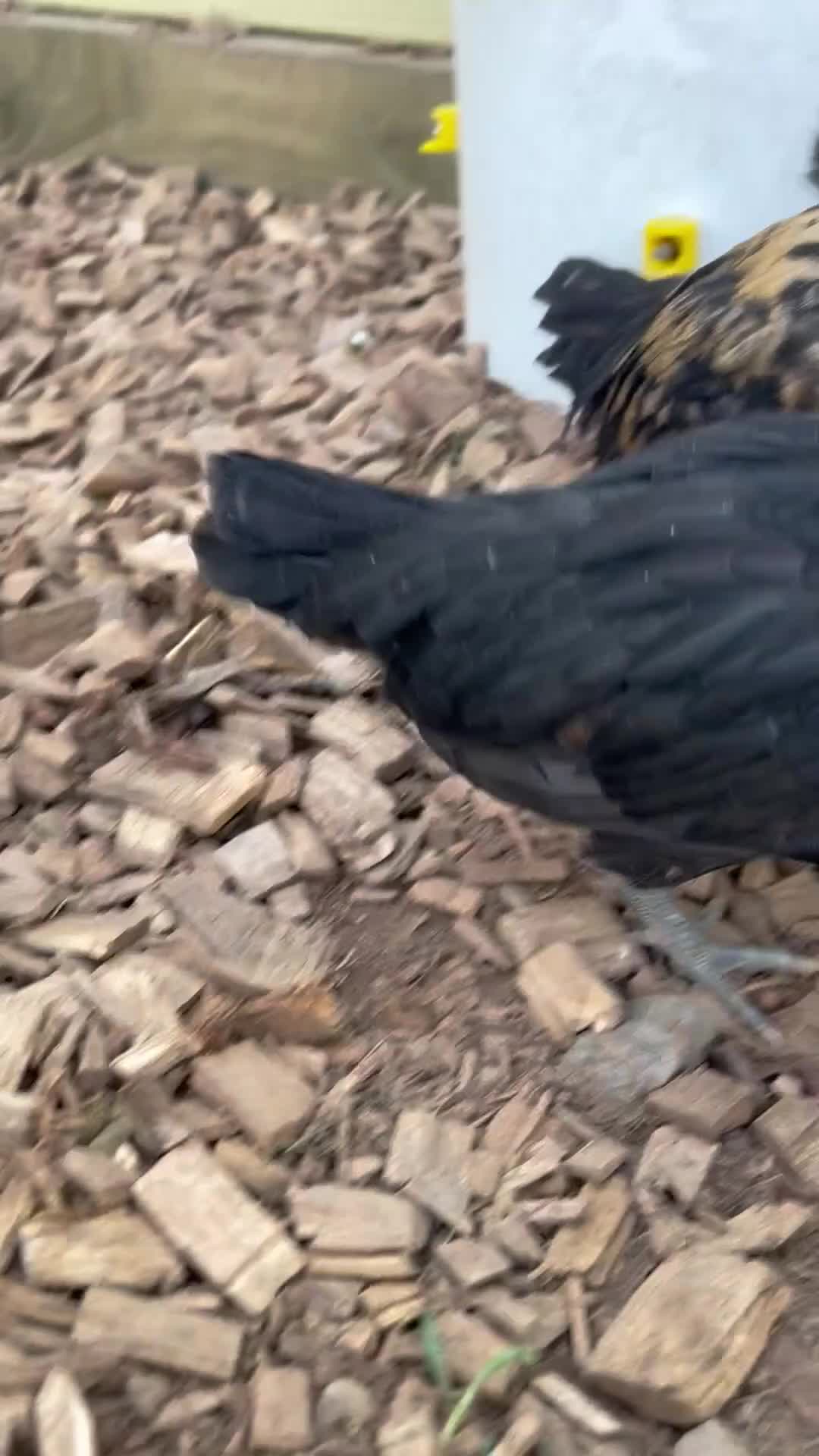 Chickens poultry for sale: Purebred Polish Chicks - 7 Weeks Old in Hereford - Video 1