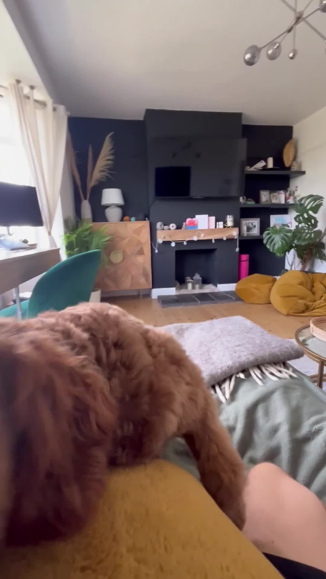 Australian Labradoodle dogs for stud: Australian Labradoodle Stud – Excellent Bloodlines - Video 2