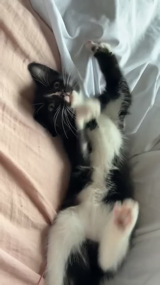 British Longhair cats for sale: 12 week old kitten  - Video 1