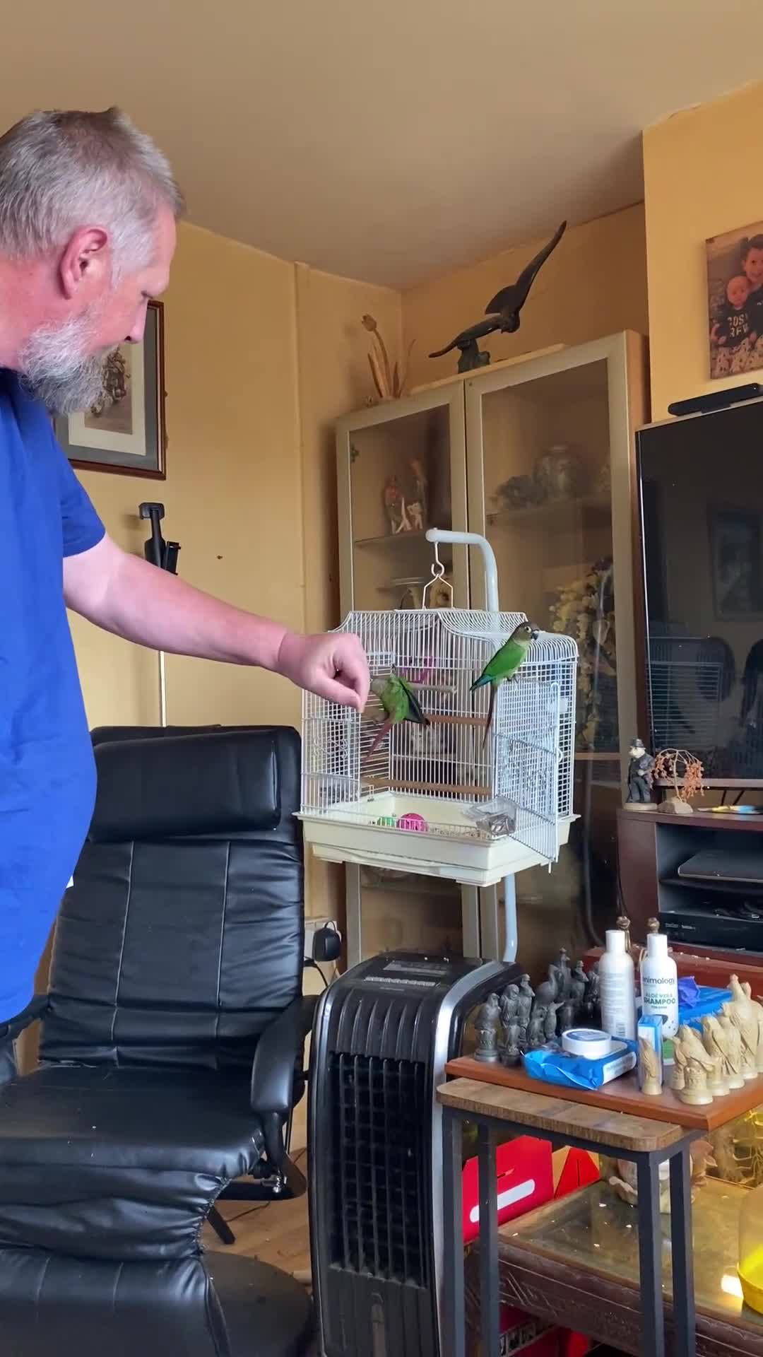 Conures birds for sale: Baby silly tame green cheek conures  - Video 2