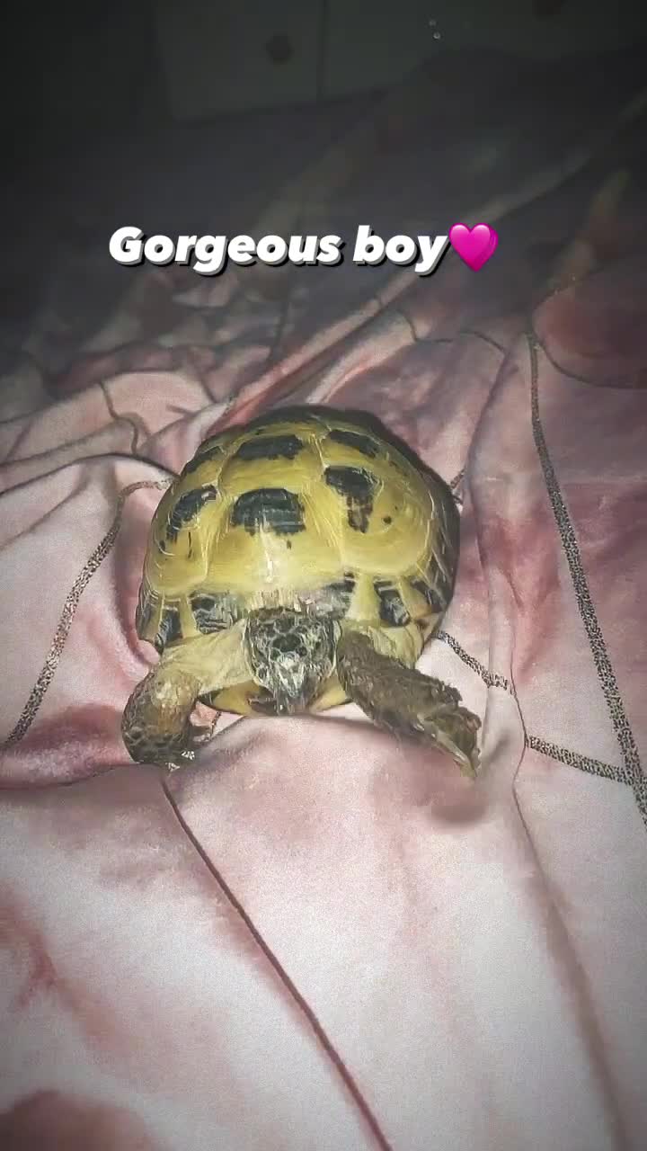 Tortoise reptiles for sale: Male horsefeild tortoise  - Video 1