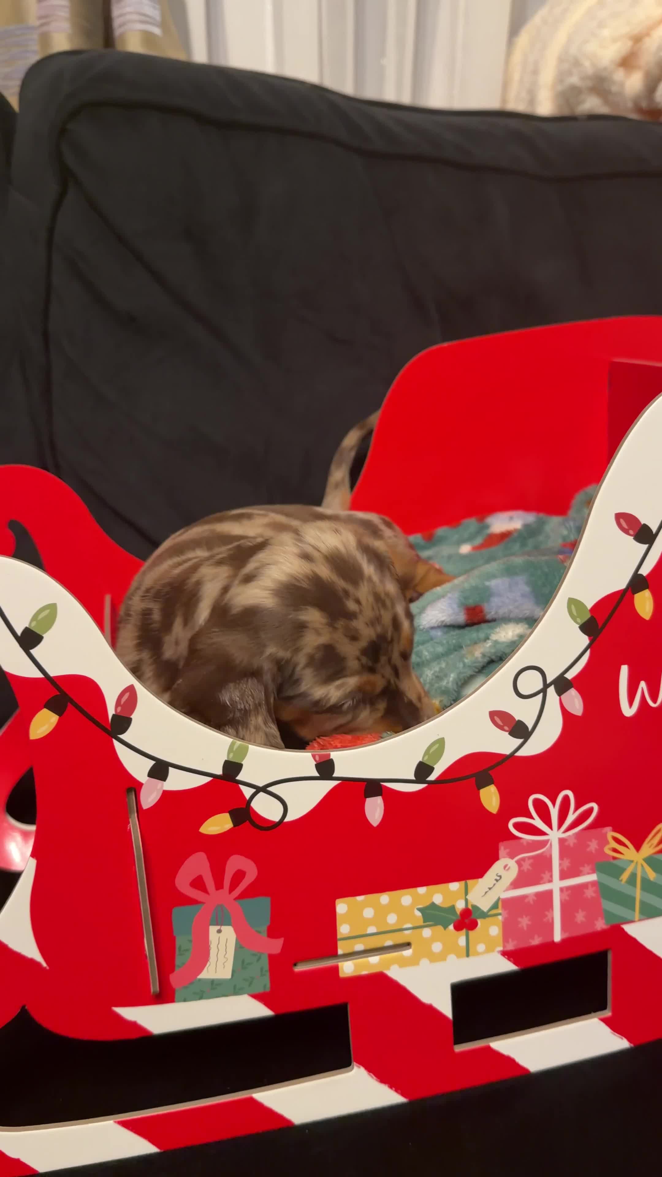 Miniature Dachshund dogs for sale: KC reg Miniature Dachshunds available 24thDecember - Video 4