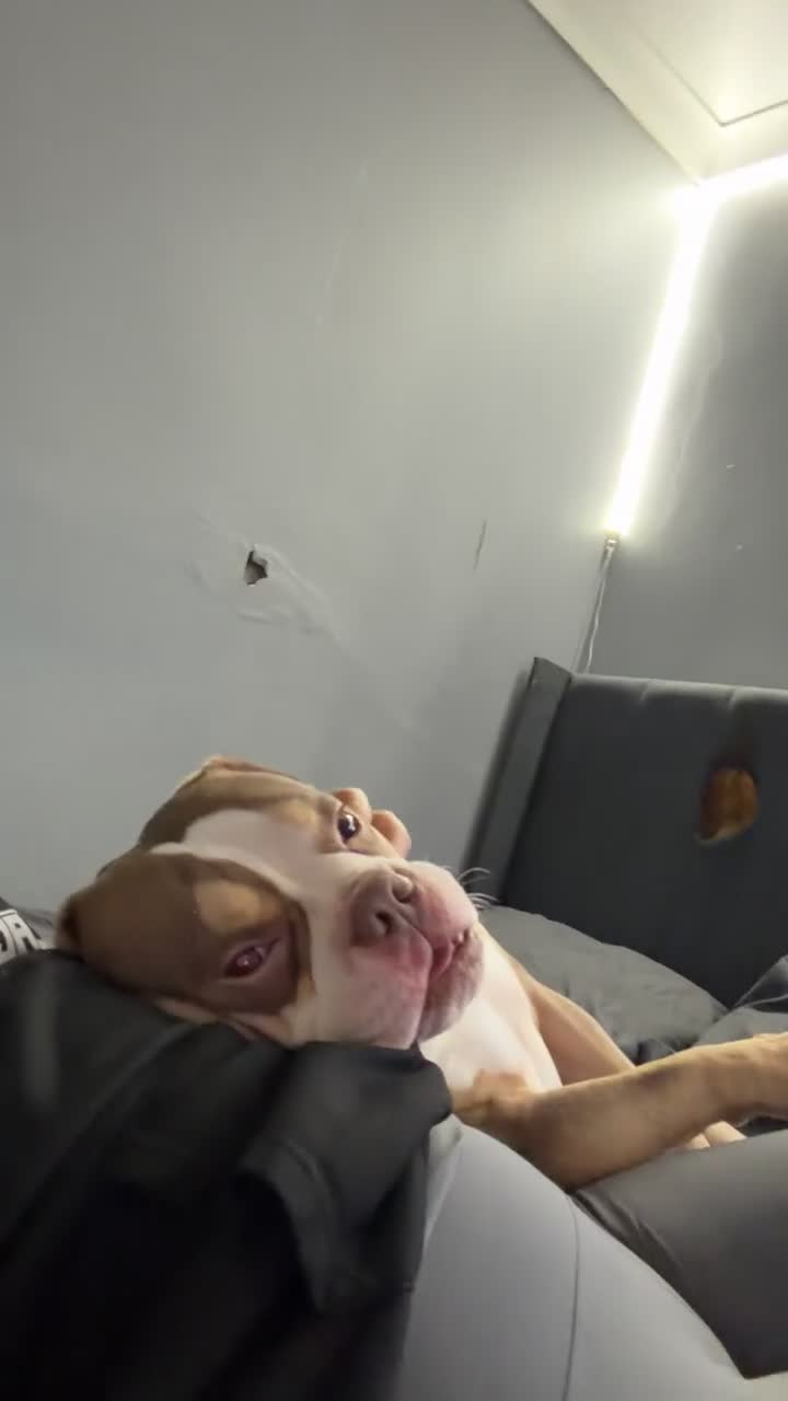 American Bully dogs for stud: Arlo 3 year old pocket bully for stud!! in Ellesmere Port - Video 3