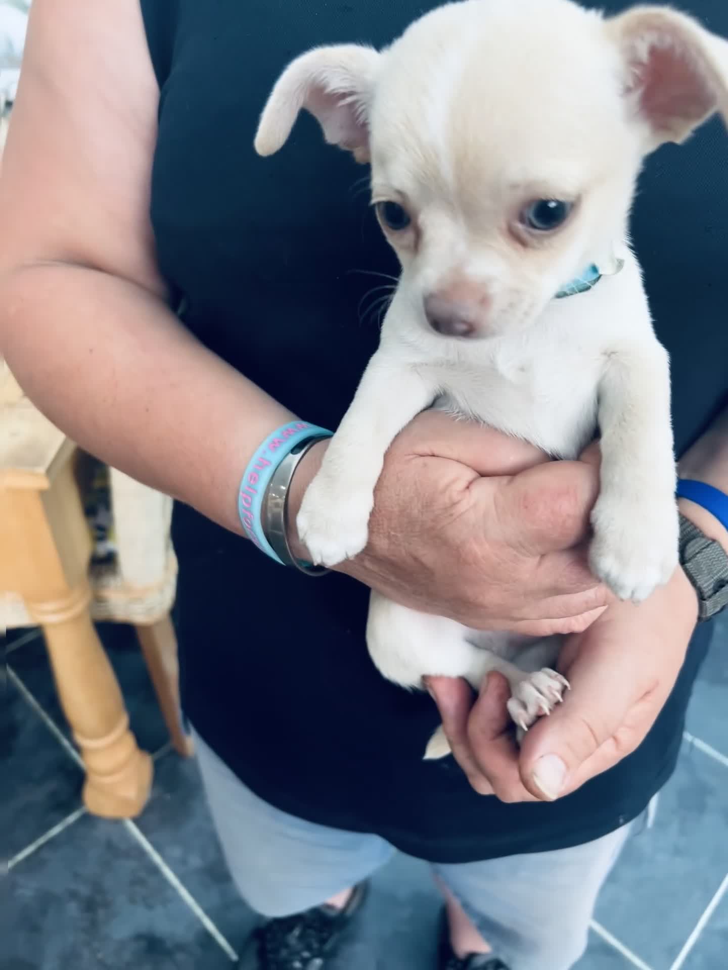 Chihuahua dogs for sale: CHIAHUAHUA PUPPYS - Video 1