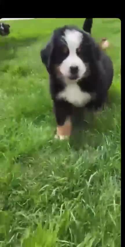 Bernese Mountain Dog dogs for sale: Kids Trained Bernese Puppies  in London - Video 1