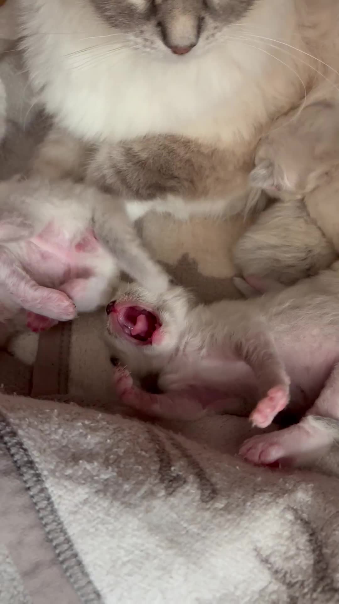Ragdoll cats for sale: One gorgeous boy,  Luxury pedigree. - Video 1