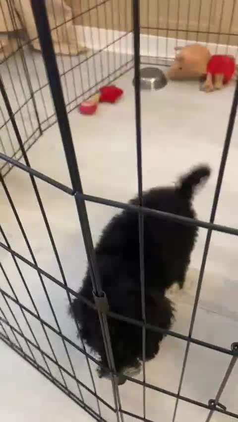 Cockapoo dogs for sale: Last female cockapoo puppy left  - Video 1