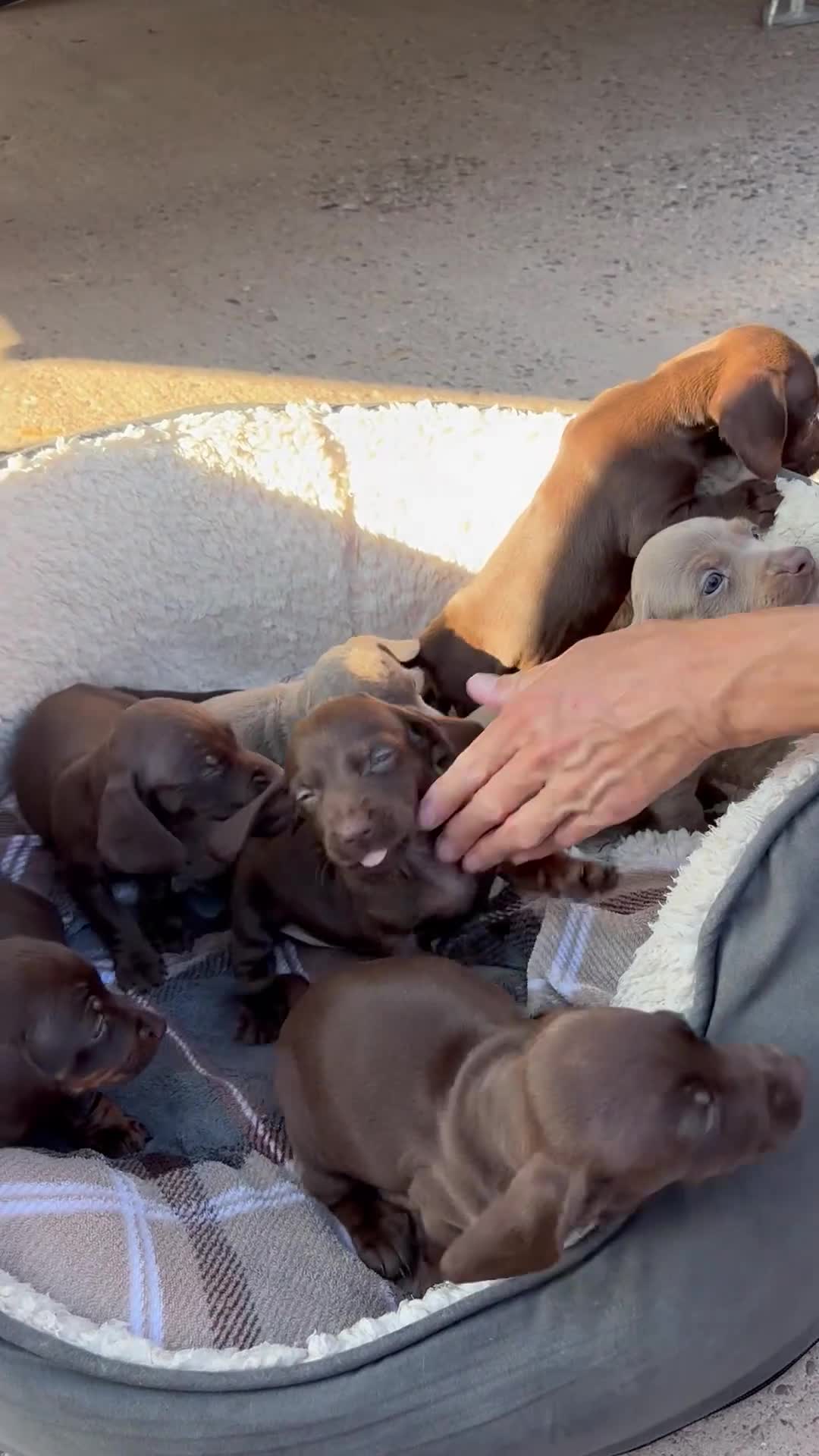 Dachshund dogs for sale: Beautiful short haired short legged dachshunds - Video 1
